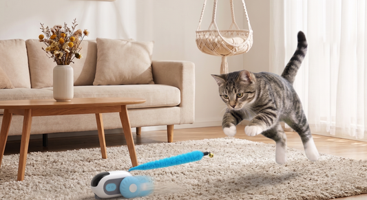 Keep Your Indoor Cat Happy: Simple Enrichment Tips That Work